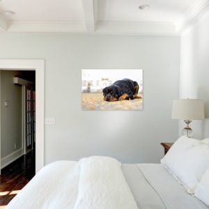 Wandbild mit Hund an Wand in Schlafzimmer